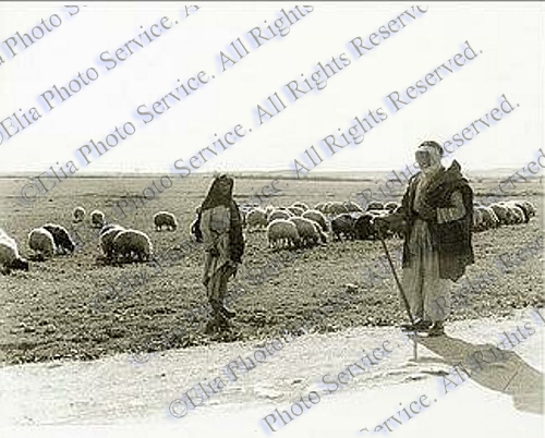 The Shephards 1931